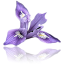 IRIS Floral POS : Software de Florista